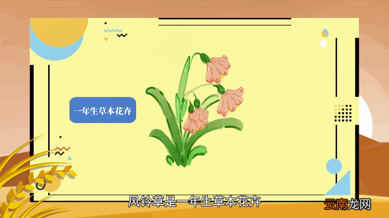 风铃草花语 风铃草花语是什么