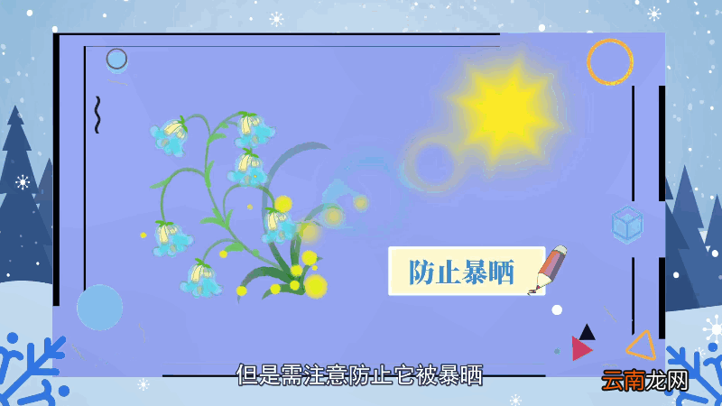 风铃草花语 风铃草花语是什么