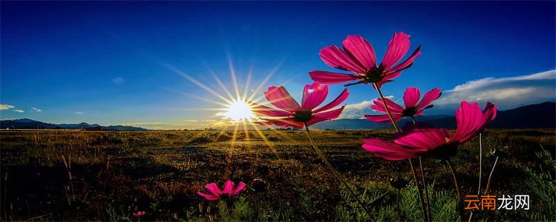 格桑花花语 格桑花的花语