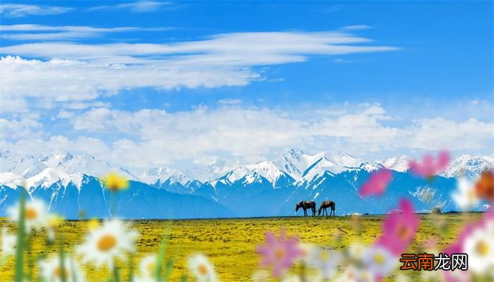 格桑花花语 格桑花的花语
