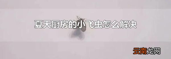 夏天厨房的小飞虫怎么解决