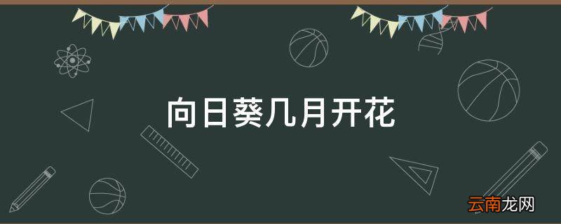 向日葵几月开花