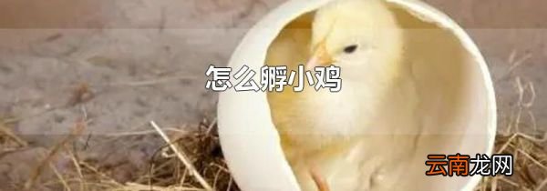 怎么孵小鸡