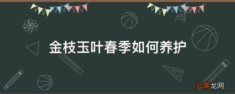 金枝玉叶春季如何养护