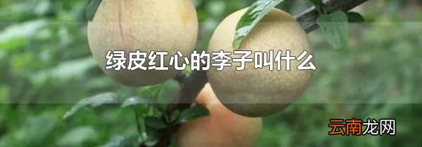 绿皮红心的李子叫什么