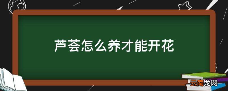 芦荟怎么养才能开花
