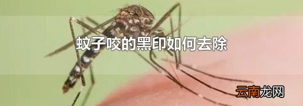 蚊子咬的黑印如何去除