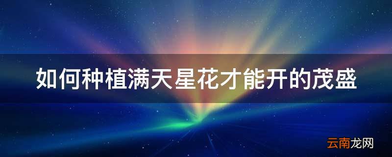 如何种植满天星花才能开的茂盛
