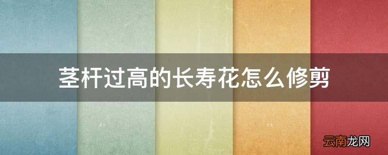 茎杆过高的长寿花怎么修剪