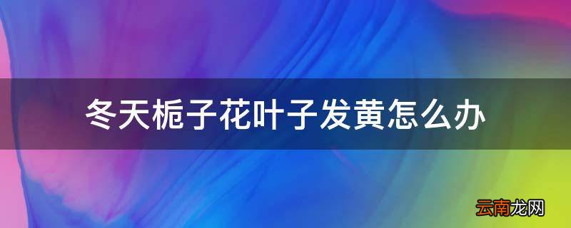 冬天栀子花叶子发黄怎么办