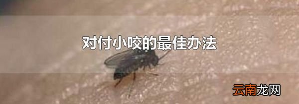 对付小咬的最佳办法