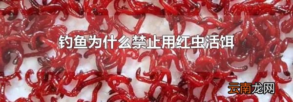 钓鱼为什么禁止用红虫活饵