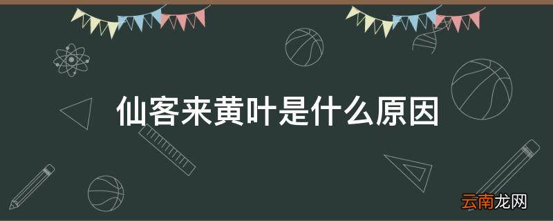仙客来黄叶是什么原因