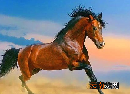 马为什么能被驯服，马的生活特点是什么