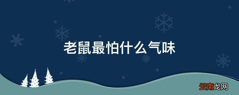 老鼠最怕什么气味
