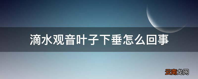 滴水观音叶子下垂怎么回事