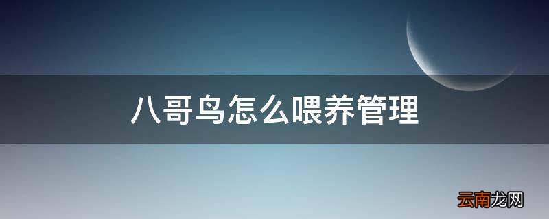 八哥鸟怎么喂养管理