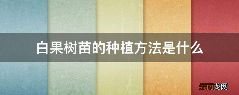 白果树苗的种植方法是什么