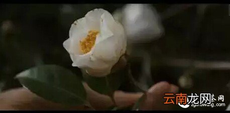 【品茶书文】人有残念之思，茶有残心之美