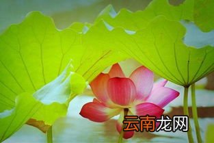 荷花是什么味道,荷花的气味是什么味？