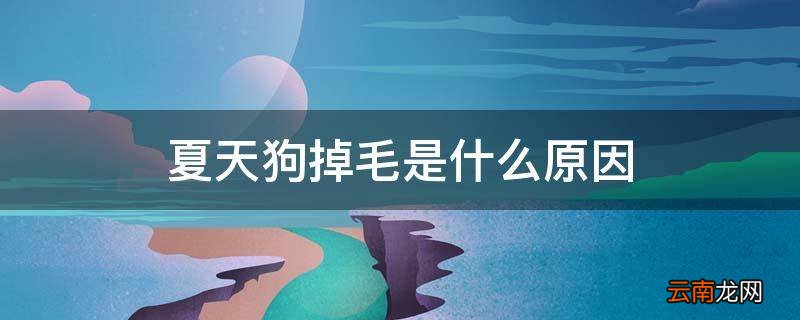 夏天狗掉毛是什么原因