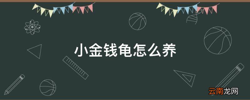 小金钱龟怎么养