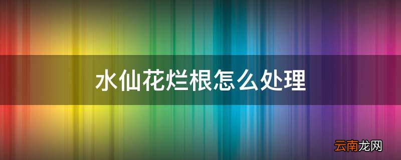 水仙花烂根怎么处理