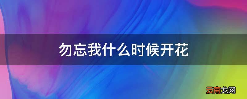 勿忘我什么时候开花