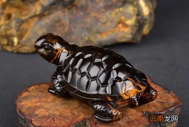 什么是海柳它长在哪里 什么是海柳