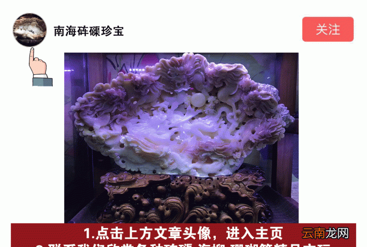 什么是海柳它长在哪里 什么是海柳