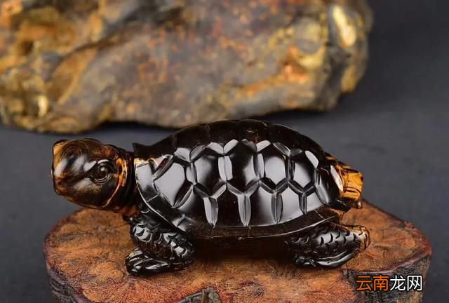什么是海柳它长在哪里 什么是海柳