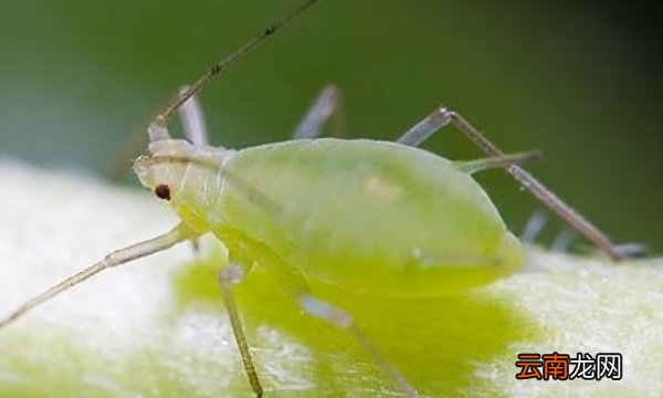 蚜虫是不是昆虫，蚜虫主要集中于什么地区