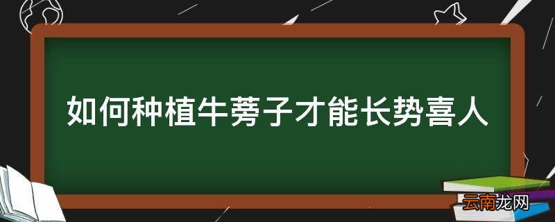 如何种植牛蒡子才能长势喜人