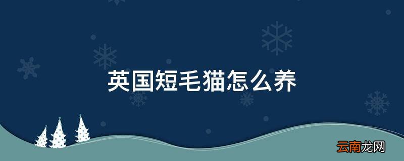 英国短毛猫怎么养