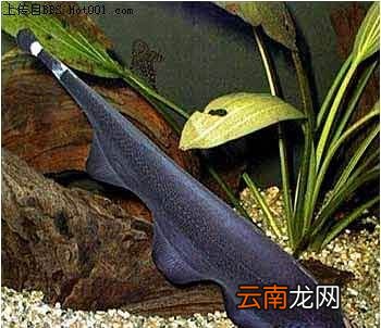 特殊的鱼类有哪些，外形奇特的鱼有哪些 长什么样