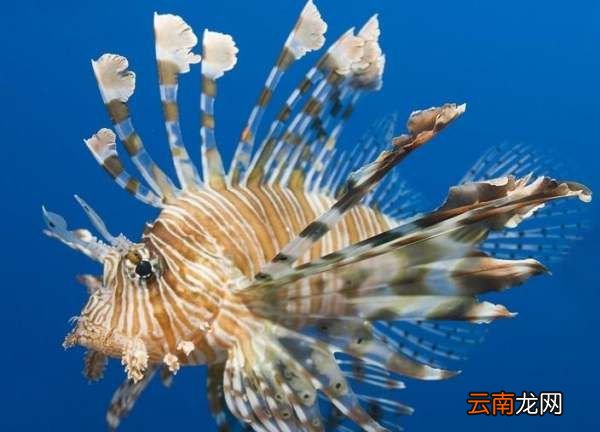 特殊的鱼类有哪些，外形奇特的鱼有哪些 长什么样