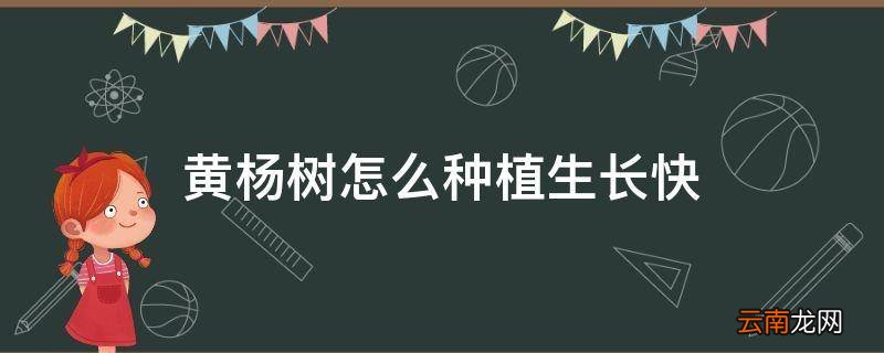 黄杨树怎么种植生长快