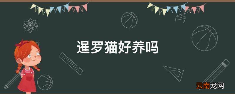 暹罗猫好养吗