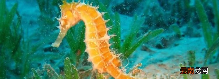 三斑海马和普通海马有什么区别