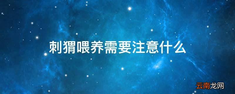 刺猬喂养需要注意什么