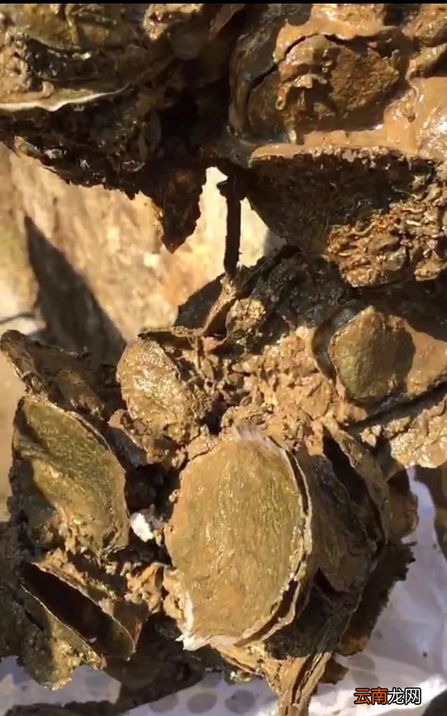 烤生蚝怎么做