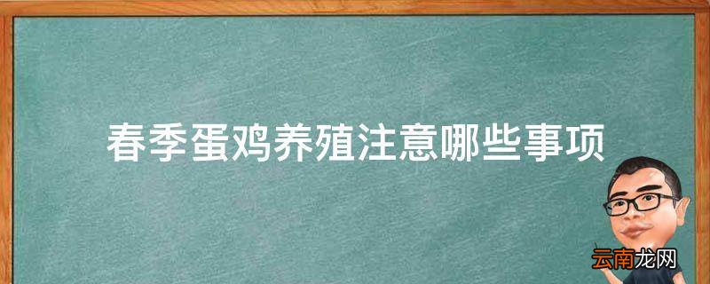 春季蛋鸡养殖注意哪些事项