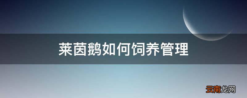 莱茵鹅如何饲养管理