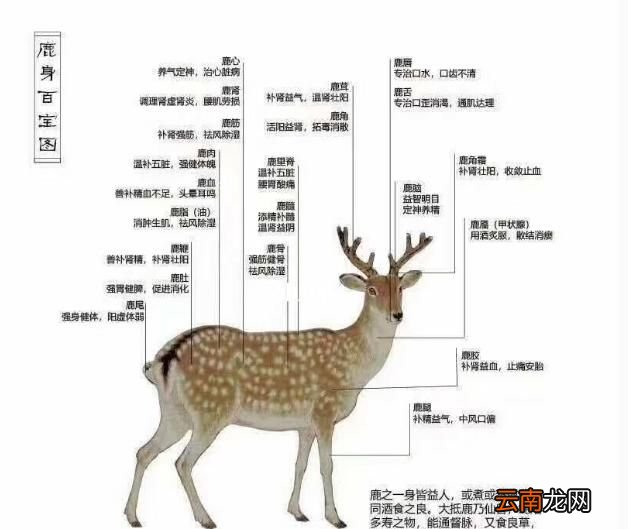 为什么有人说梅花鹿全身都是宝贝