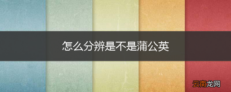 怎么分辨是不是蒲公英