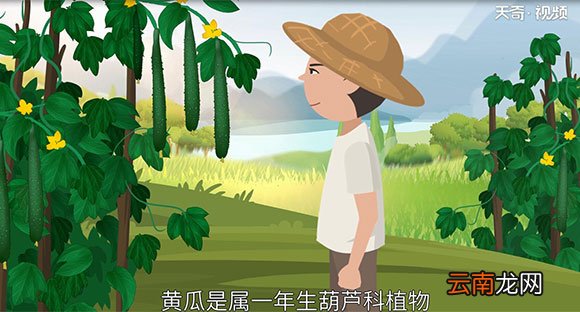 黄瓜为什么叫黄瓜