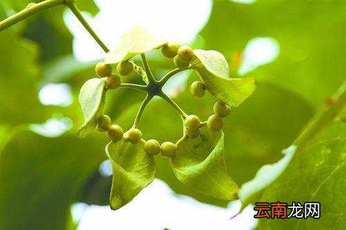梧桐子的药用价值 养胃同时还护心
