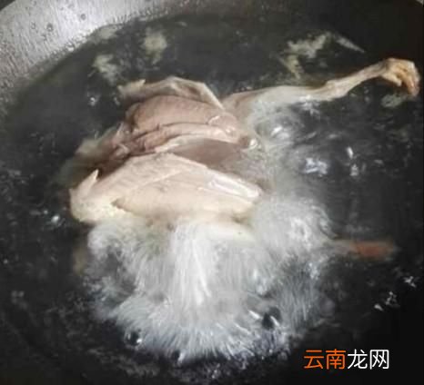 如何制作烤鸽子,鸽子怎么烤好吃