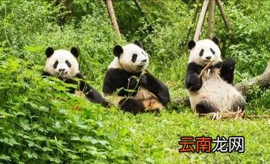 熊猫喜欢做什么，大熊猫宝宝除了竹子还爱吃什么东西