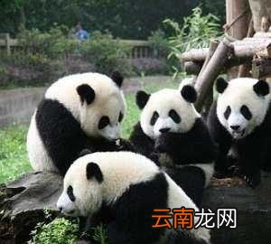 熊猫喜欢做什么，大熊猫宝宝除了竹子还爱吃什么东西